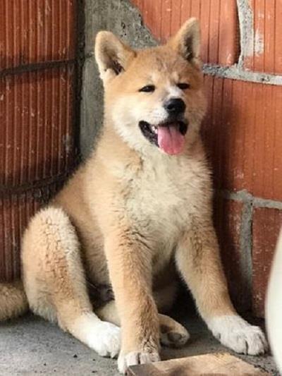 Akita-inu