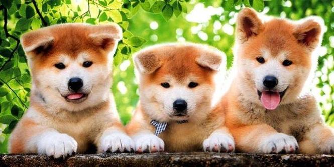 Akita Inu štenci 