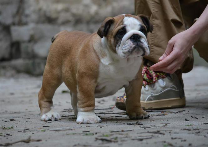 Engleski buldog
