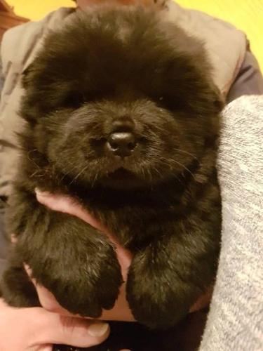 Chow chow,Cau cau stenad
