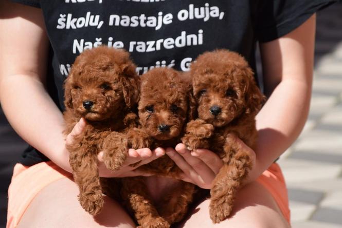 Toj pudle crvene boje 