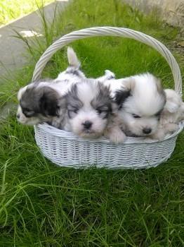 Tulearski pas Coton de tulear stenci
