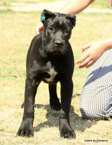 Cane corso stenci