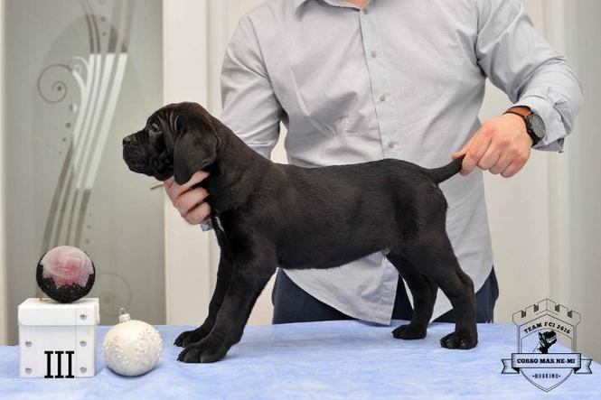 CANE CORSO stenci izlozbenog potencijala