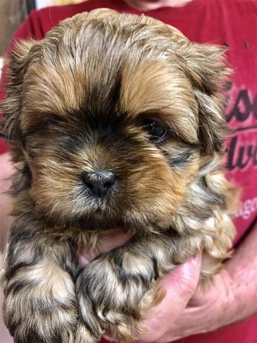Prodaje se prekrasna Shih Tzu.