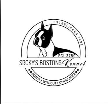 Boston terijer,mlade zenke