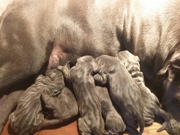 Cane corso štenci