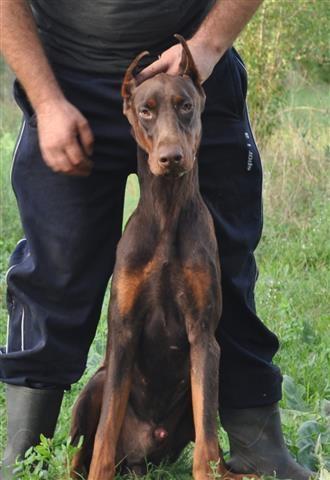 Doberman - 10 mjeseci