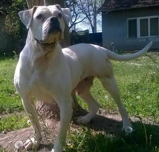 Americki buldog, izuzetan cuvar