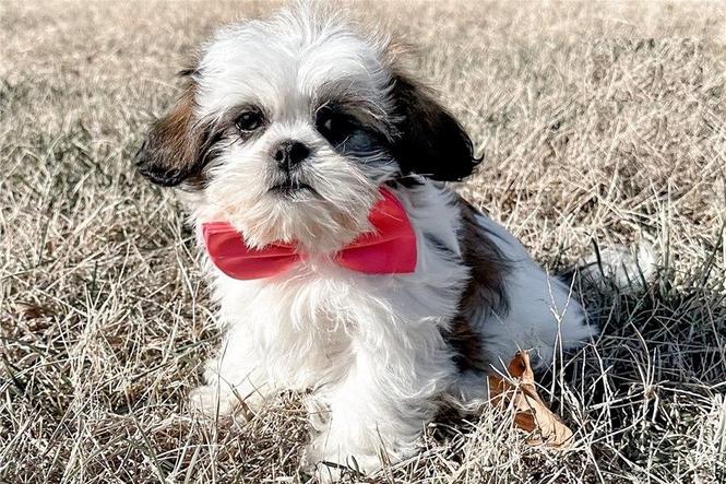 Prekrasni Shih Tzu štenci