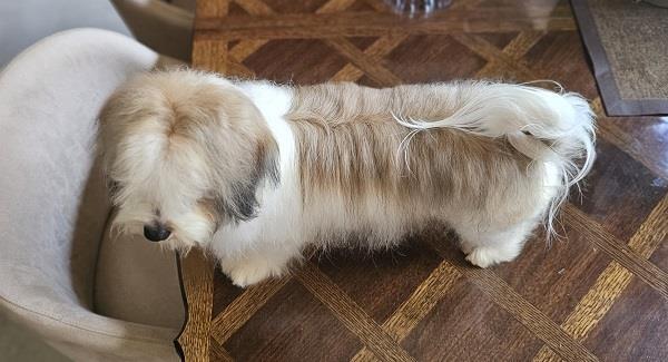 Bichon-Havanese--vrhunski-Havanski-bišoni