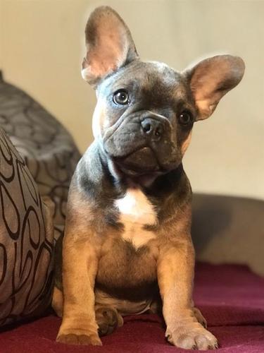 Francuski Buldog