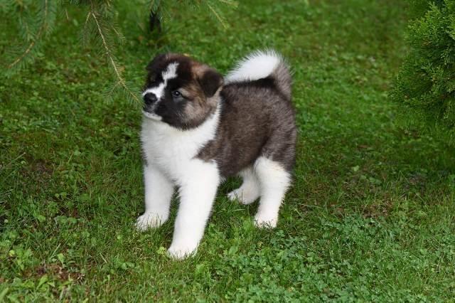 Američka Akita, štenci