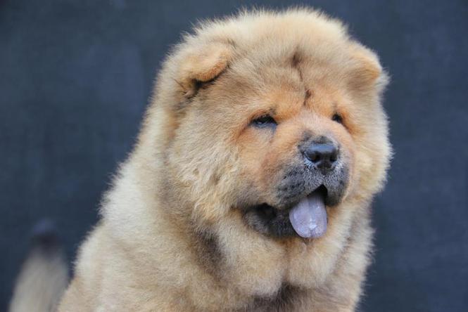 Chow chow 