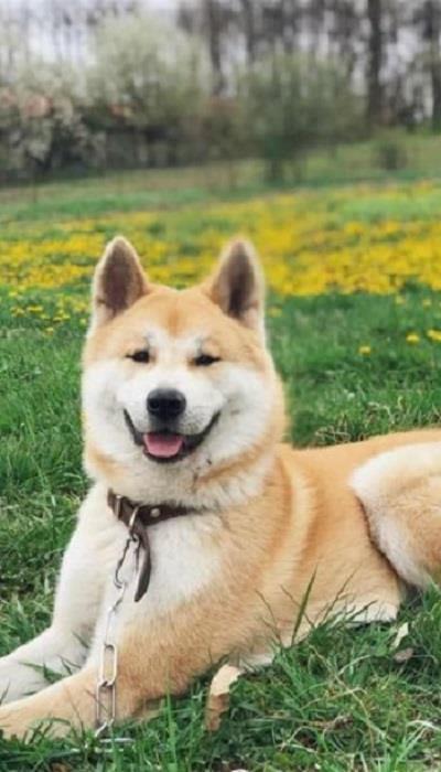 Akita-inu