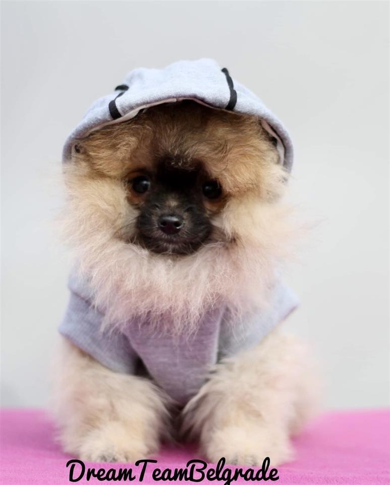 Pomeranac