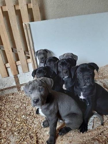 Cane corso štenci