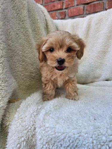 Maltipoo stenci spremni su za preuzimanje.