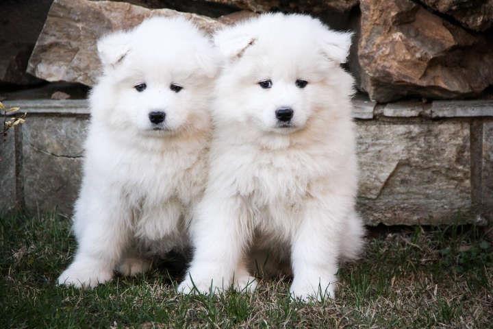 SAMOJED---vrhunski-stenci
