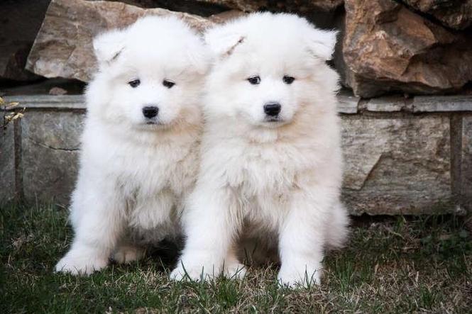 SAMOJED - vrhunski stenci