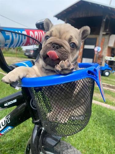 Francuski buldog