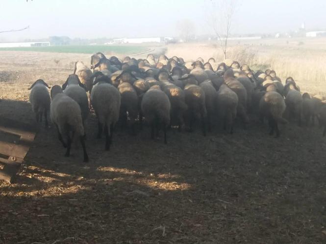 Stado 60 sjagnjenih ovaca