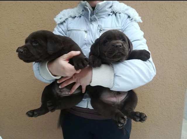 Labrador Retriver, cokoladni stenci