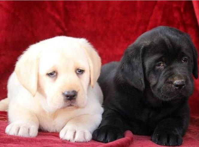 LABRADOR vrhunsko leglo