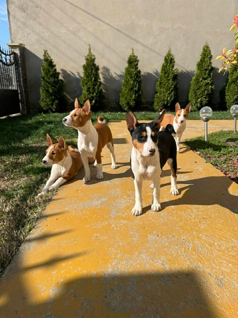 Prelepi-štenci-rase-Basenji