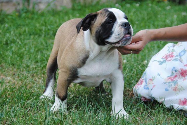 Engleski buldog 