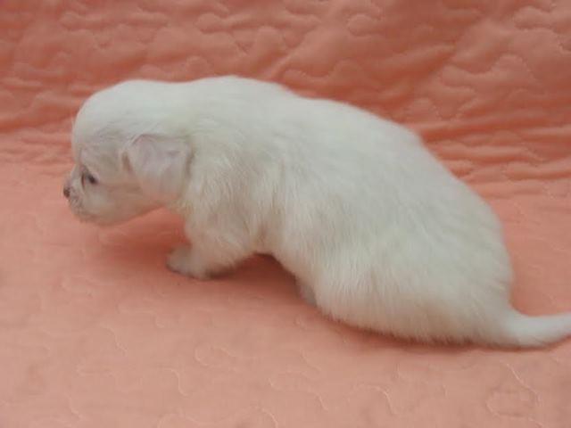 Coton-de-tulear