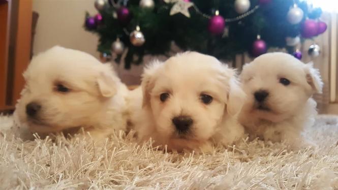 Coton de tulear štenci