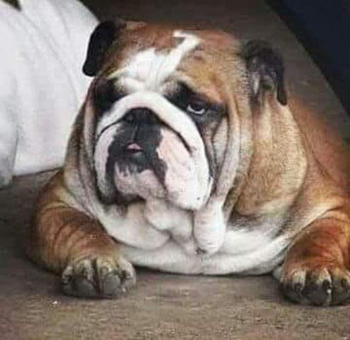 Engleski-Buldog--štenci-vrhunskog-pedigrea