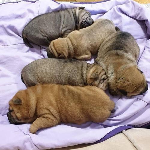 Shar Pei stenci 