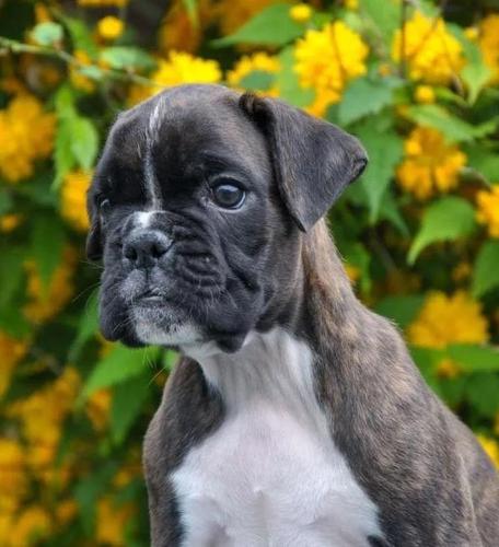 Nemacki boxer i Nemacki ovcar