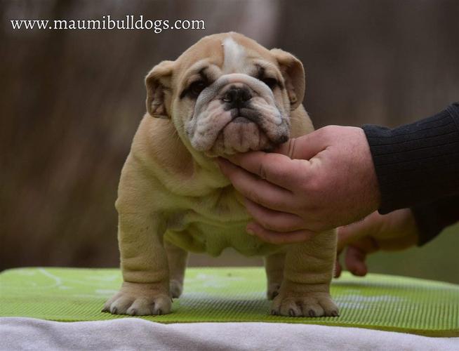 Engleski Buldog