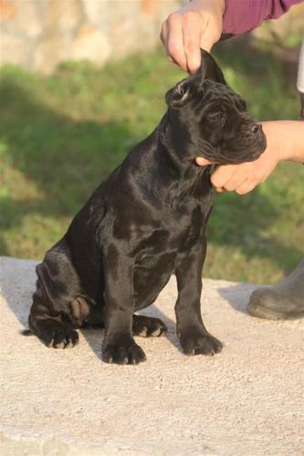 Cane Corso