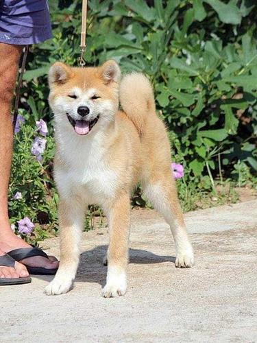 Stenci AKITA INU odlicnog kvaliteta