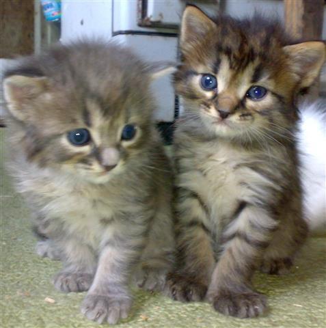 maine coon macici