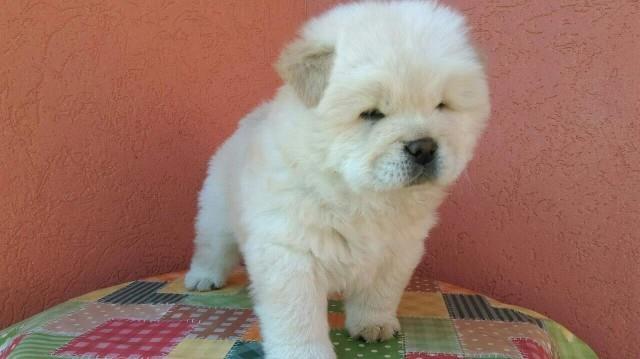Chow-chow-cau-cau-stenad