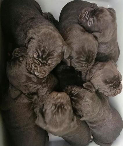 Cane corso štenci 