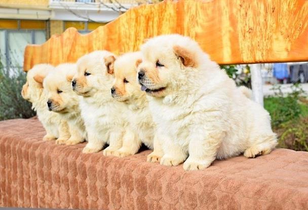 Chow chow cau cau stenad