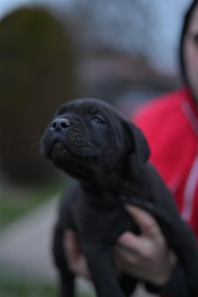 Kane-Korso-Cane-Corso