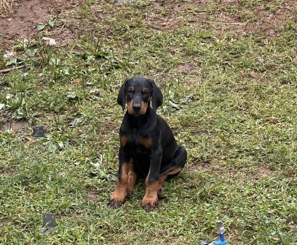 Prodajem stence dobermana
