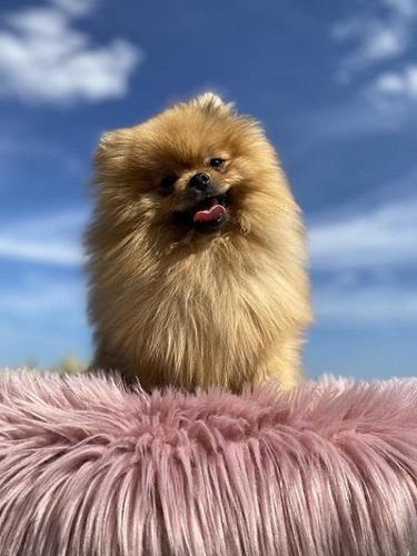 Pomeranac stenci