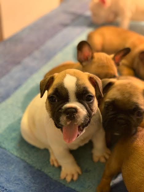 Francuski-buldog-Od-Kuce-Don-