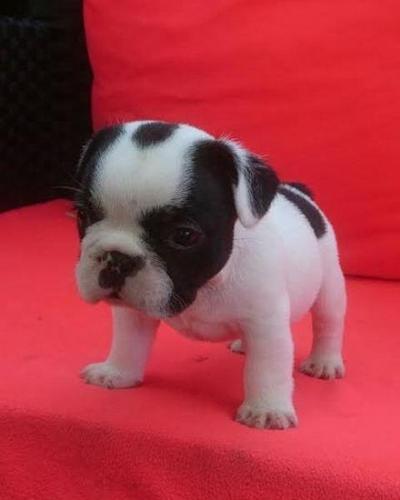 Francuski Buldog