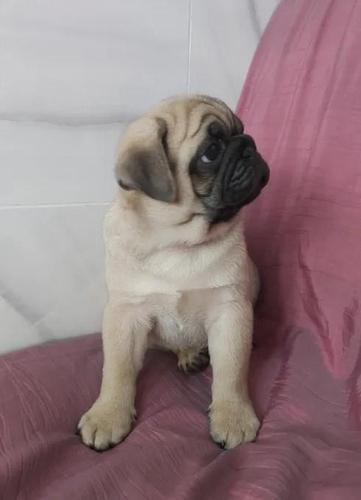 Mops i kavalirski španijel štenci na prodaju