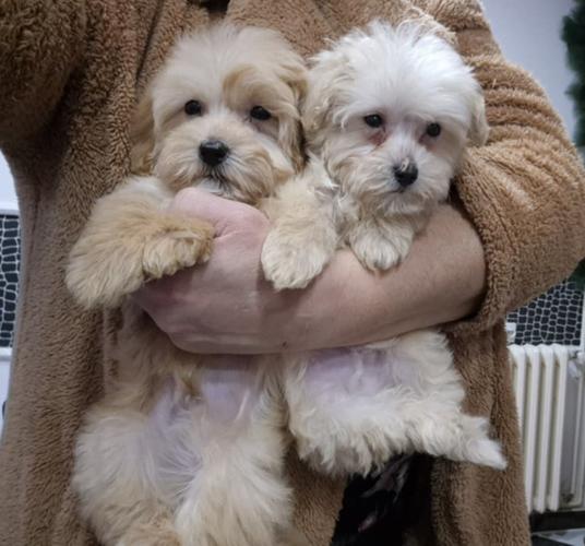 Maltipoo štenci