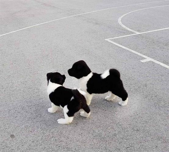 Vrhunski stenci Američke Akite